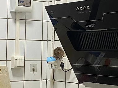 荔城除蟲滅鼠站老鼠對(duì)人的危害有哪些